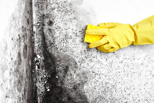 Biohazard Mold Removal in Fort Mitchell, KY