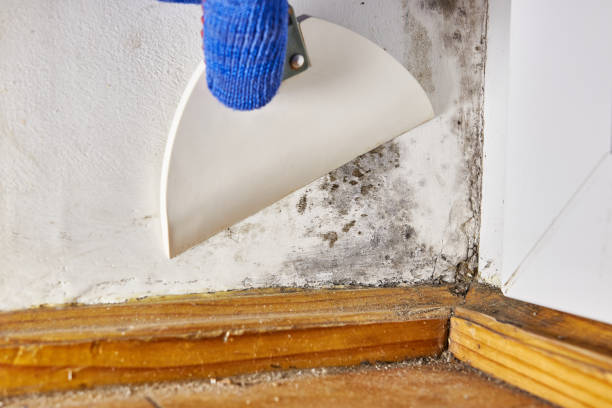 Best Comprehensive Air Testing for Mold Contaminants  in Fort Mitchell, KY